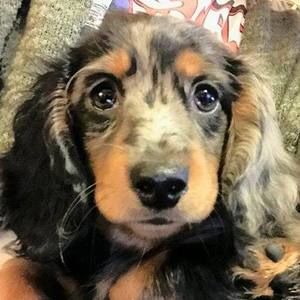 Meet your Posher, Rita